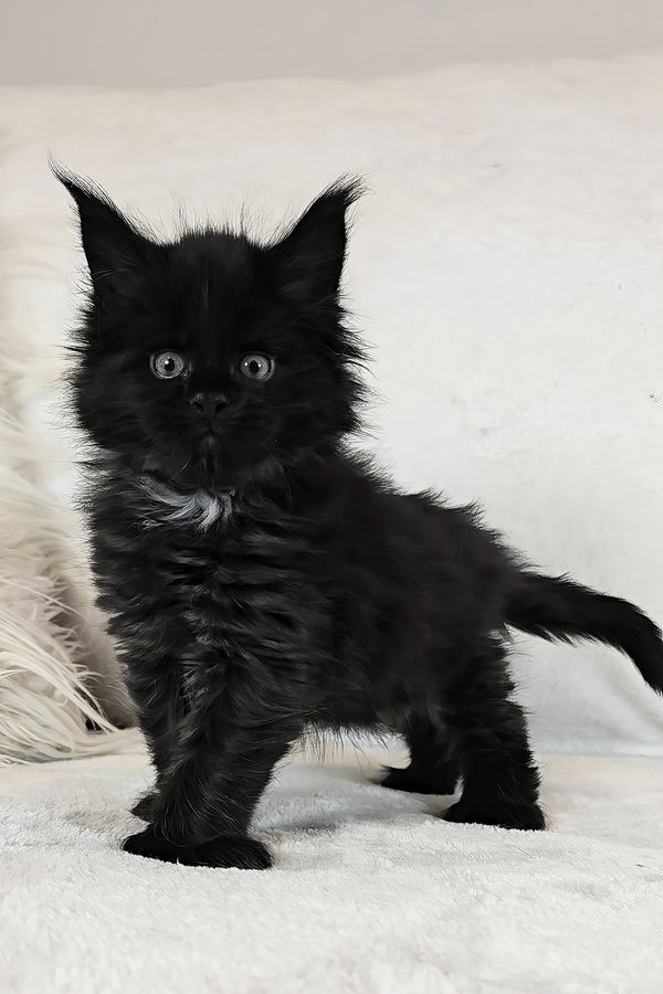 Kingsley | Polydactyl Maine Coon Kitten