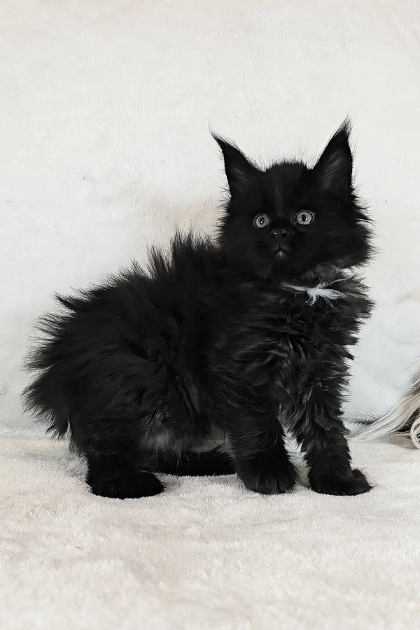 Kingsley | Polydactyl Maine Coon Kitten