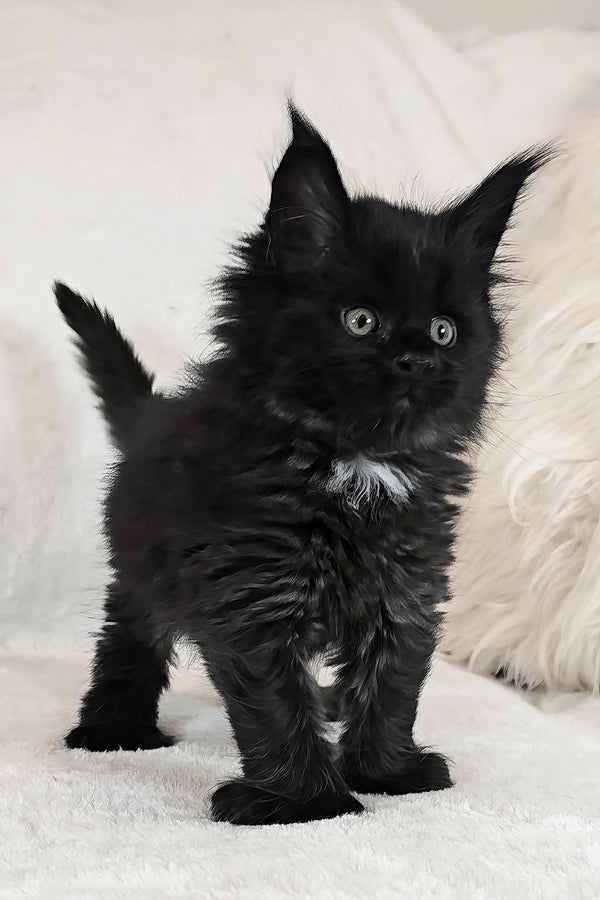 Kingsley | Polydactyl Maine Coon Kitten