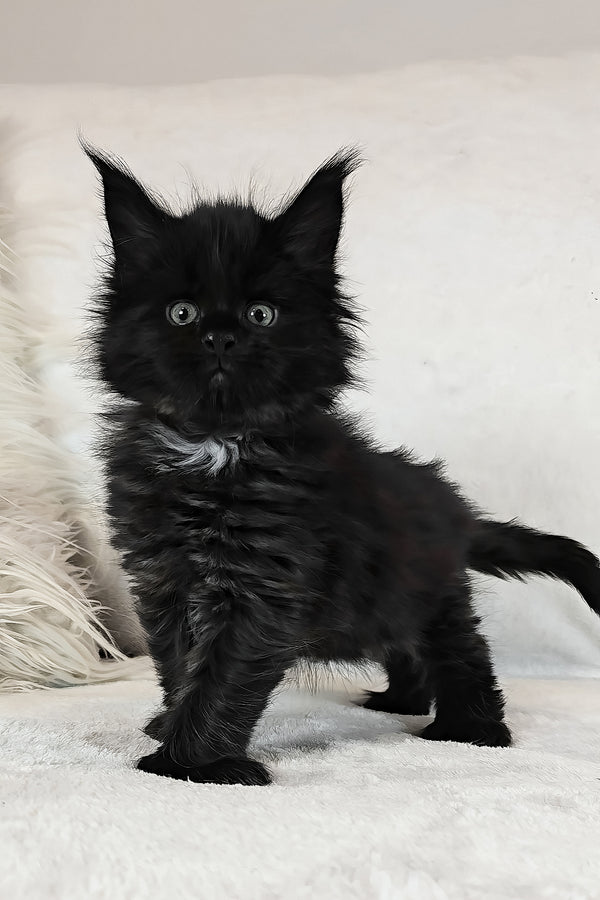 Kingsley | Polydactyl Maine Coon Kitten