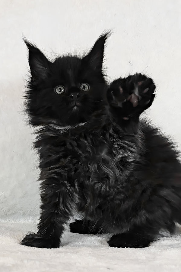 Kingsley | Polydactyl Maine Coon Kitten