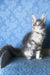 Kira | Maine Coon Kitten