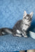Kira | Maine Coon Kitten