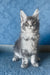 Kira | Maine Coon Kitten