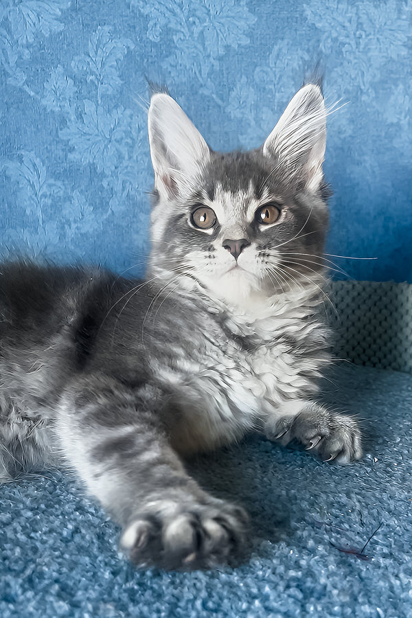Kira | Maine Coon Kitten