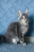 Kira | Maine Coon Kitten