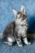 Kira | Maine Coon Kitten
