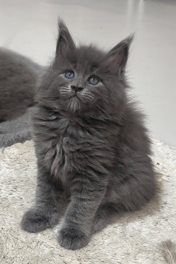 Kira | Maine Coon Kitten