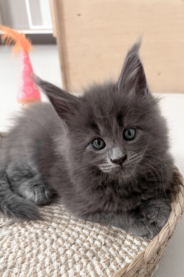 Kira | Maine Coon Kitten