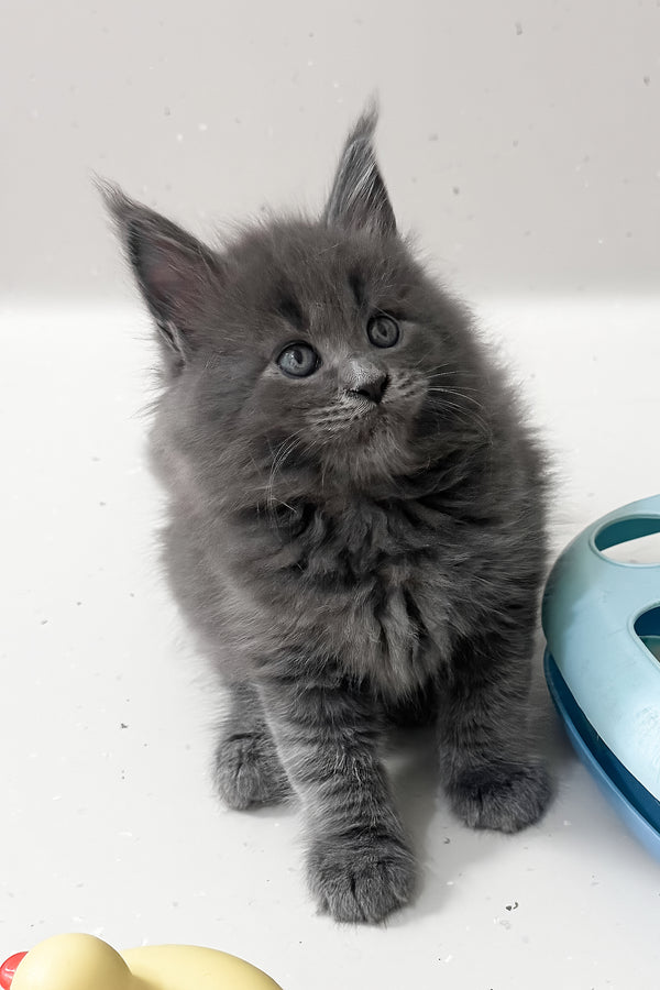 Kira | Maine Coon Kitten