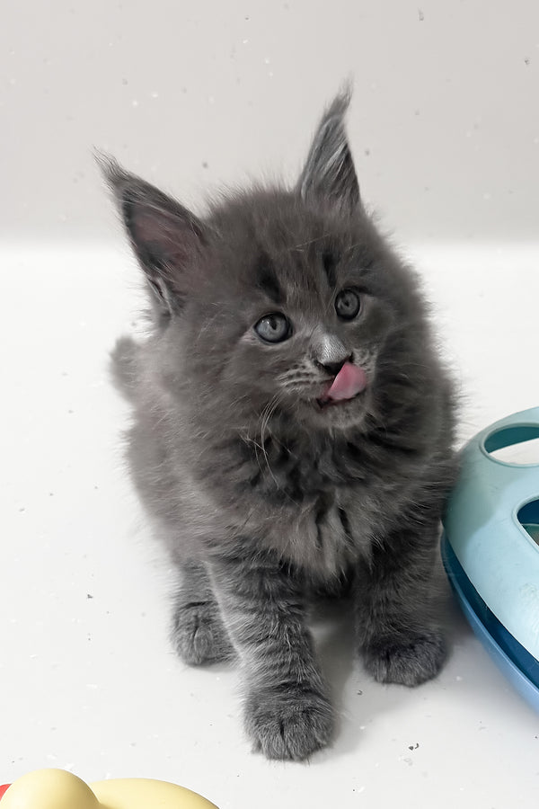 Kira | Maine Coon Kitten