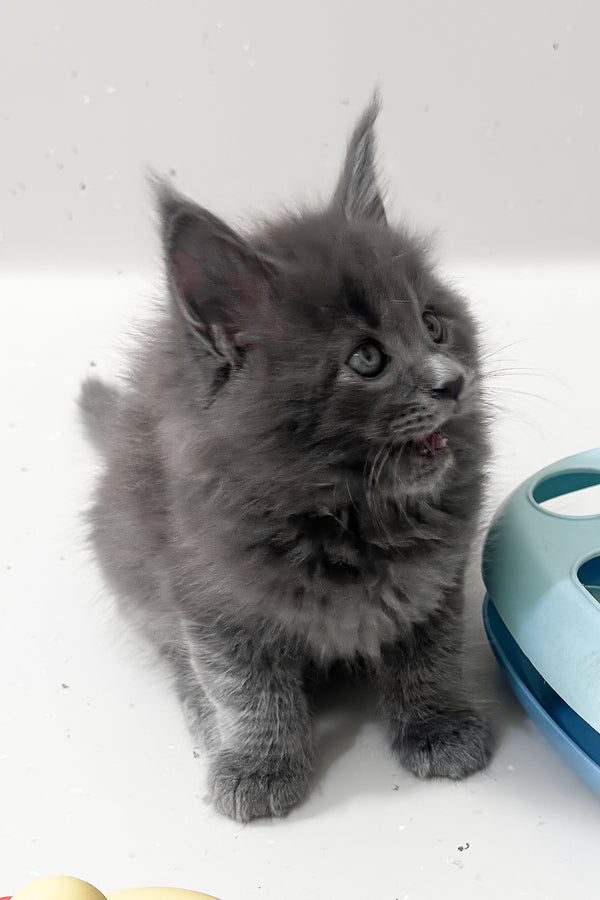 Kira | Maine Coon Kitten