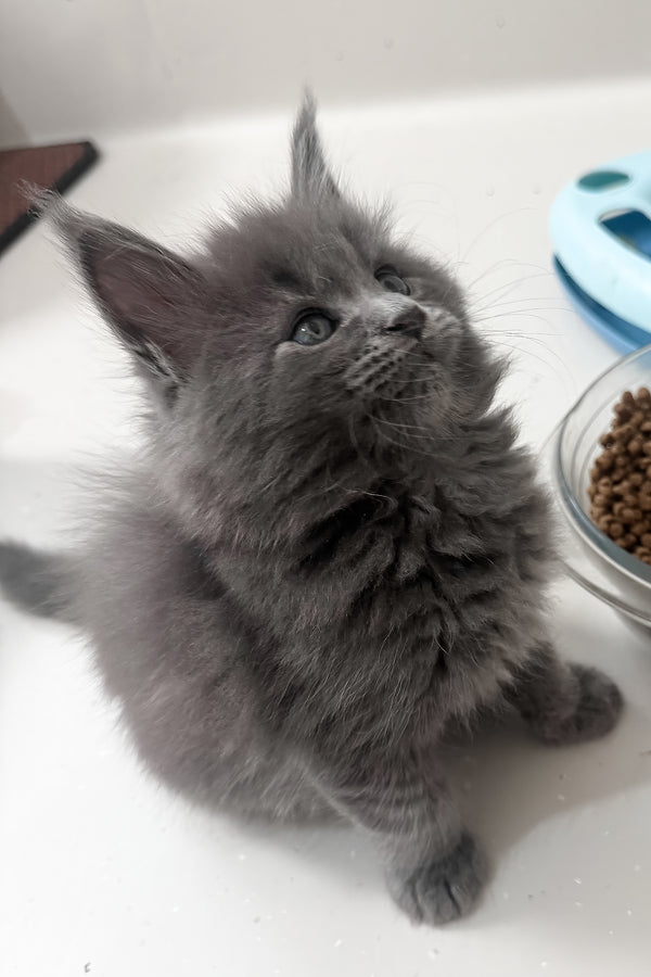 Kira | Maine Coon Kitten