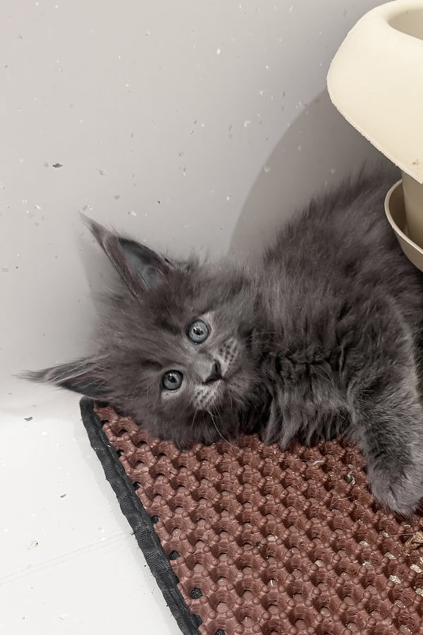 Kira | Maine Coon Kitten