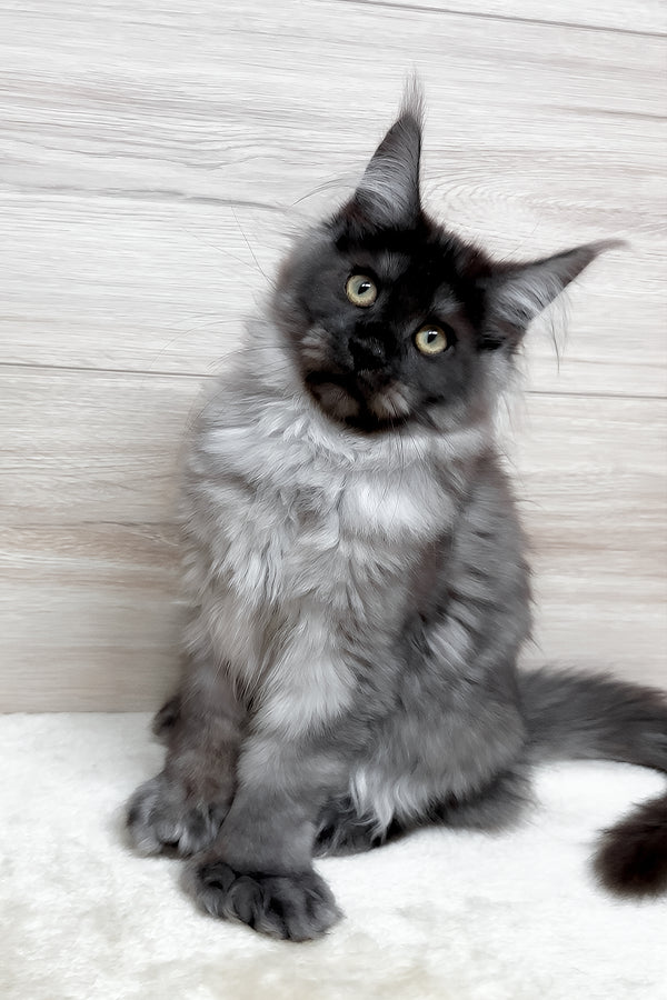 Kissa | Polydactyl Maine Coon Kitten