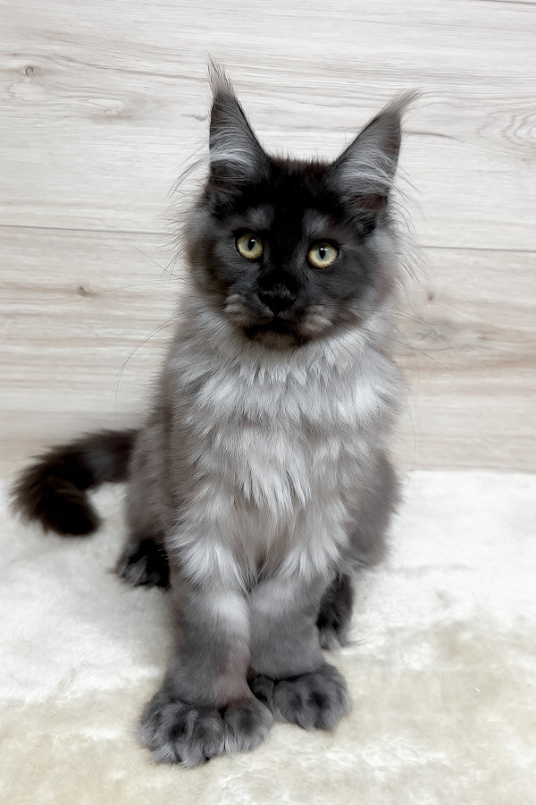 Kissa | Polydactyl Maine Coon Kitten