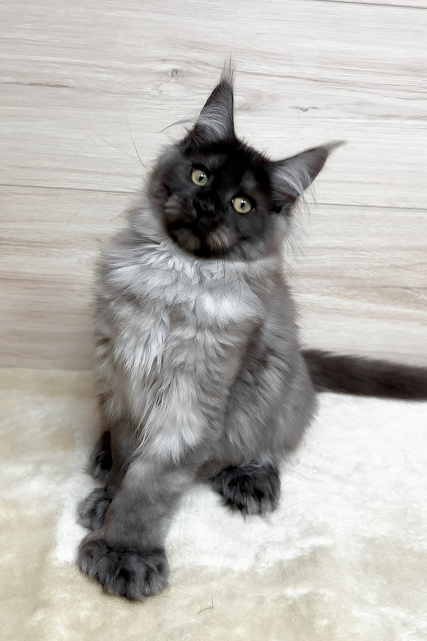 Kissa | Polydactyl Maine Coon Kitten