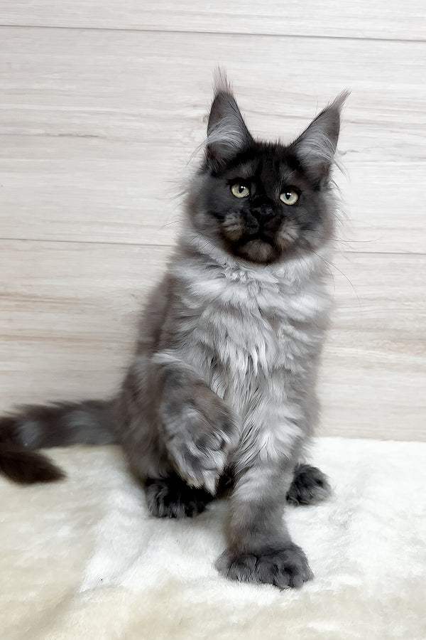 Kissa | Polydactyl Maine Coon Kitten