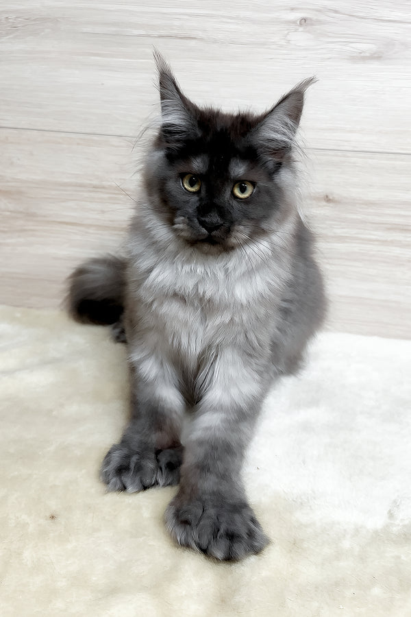 Kissa | Polydactyl Maine Coon Kitten