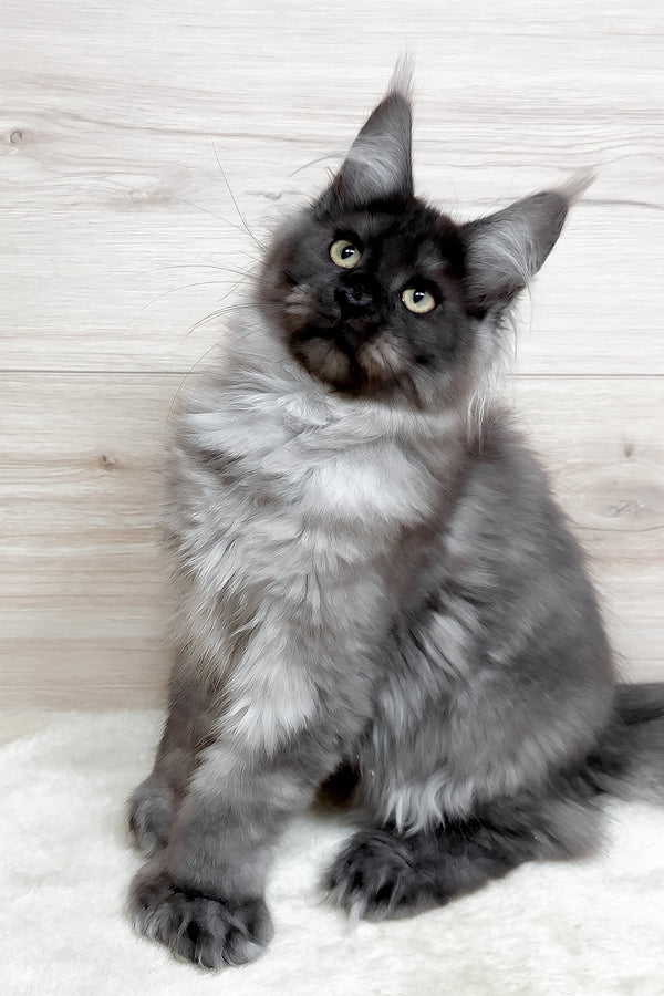 Kissa | Polydactyl Maine Coon Kitten