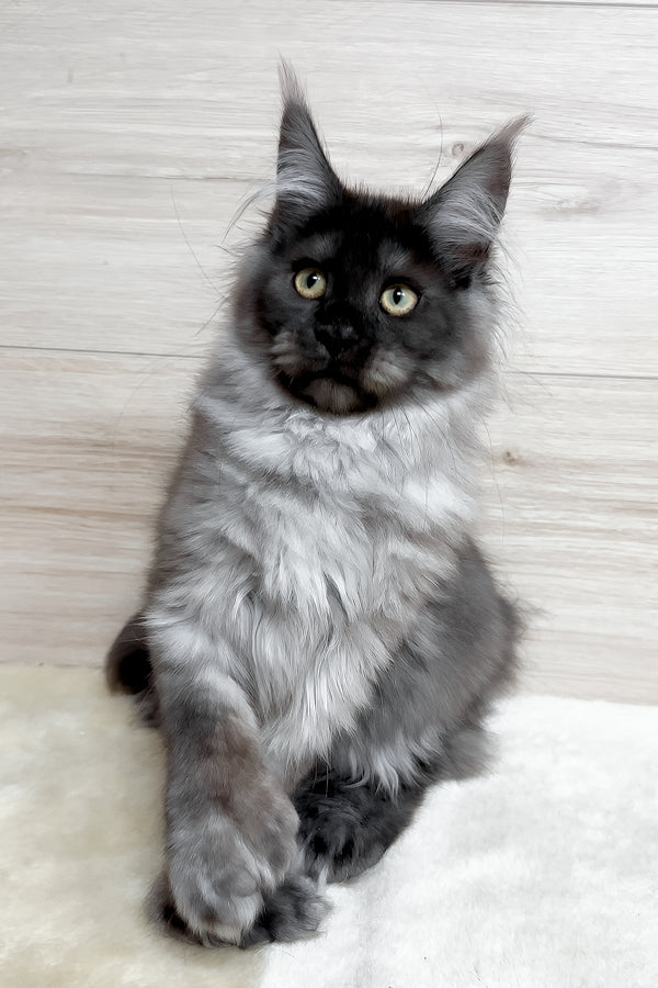 Kissa | Polydactyl Maine Coon Kitten