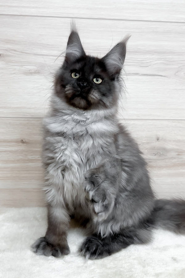 Kissa | Polydactyl Maine Coon Kitten