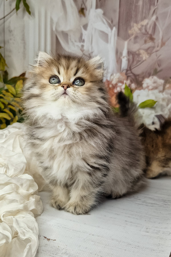 Klivia | British Longhair Kitten