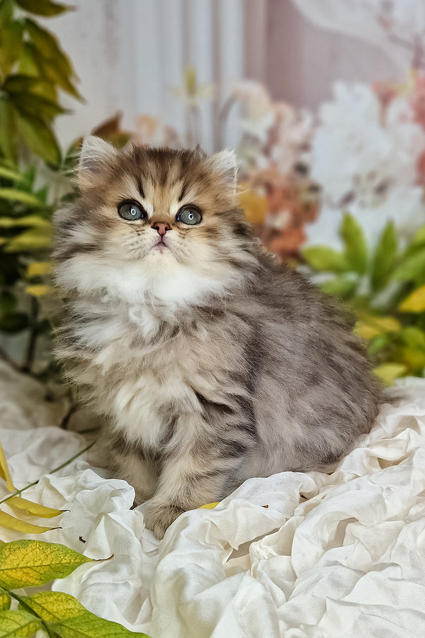 Fluffy british longhair kitten with soft green eyes and black spotted tabby markings sitting on cream fabric