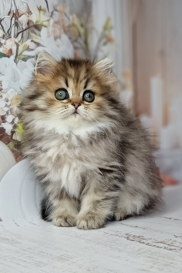 Fluffy british longhair kitten with soft green eyes and a silver black spotted tabby long-haired coat