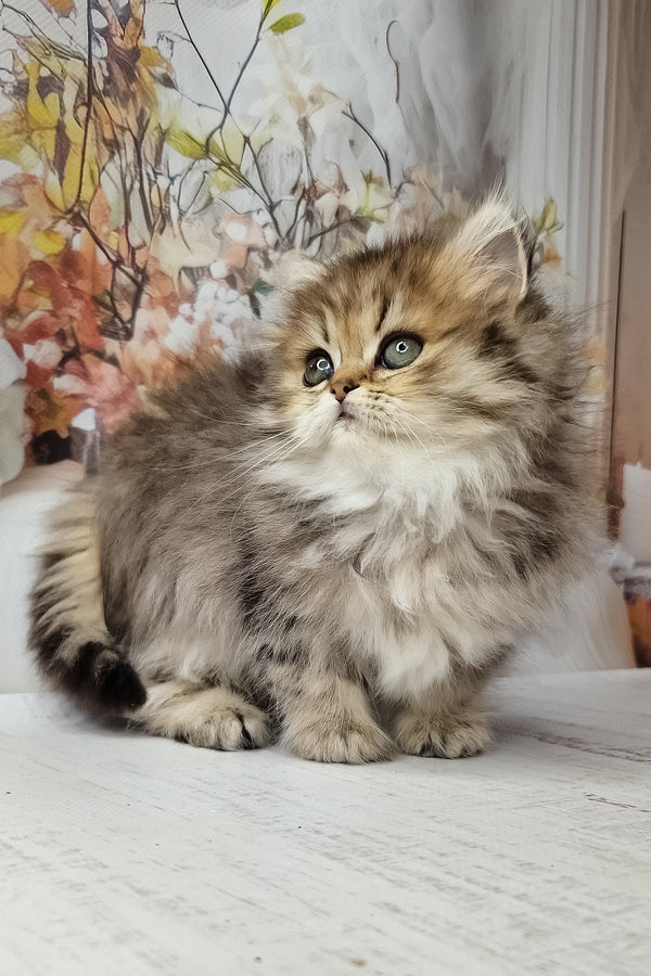 Fluffy british longhair kitten with soft green eyes and silver black spotted tabby long-haired coat