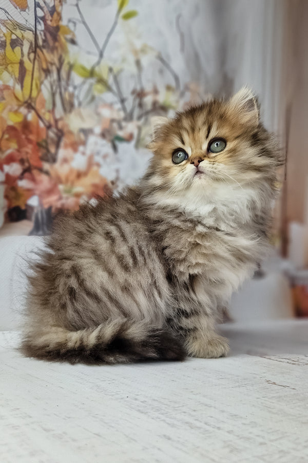 A fluffy british longhair kitten with soft green eyes and a black spotted tabby coat of brown and cream stripes