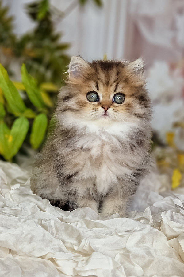 Fluffy silver british longhair kitten with striking blue eyes and soft long-haired coat perfect for pet lovers
