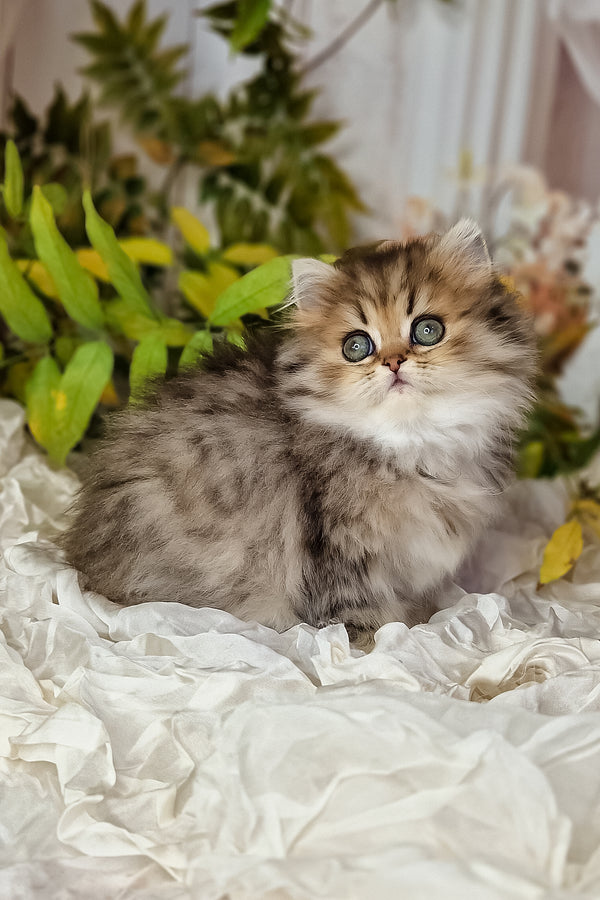 A fluffy british longhair kitten with silver tabby fur and striking blue eyes sitting on white fabric