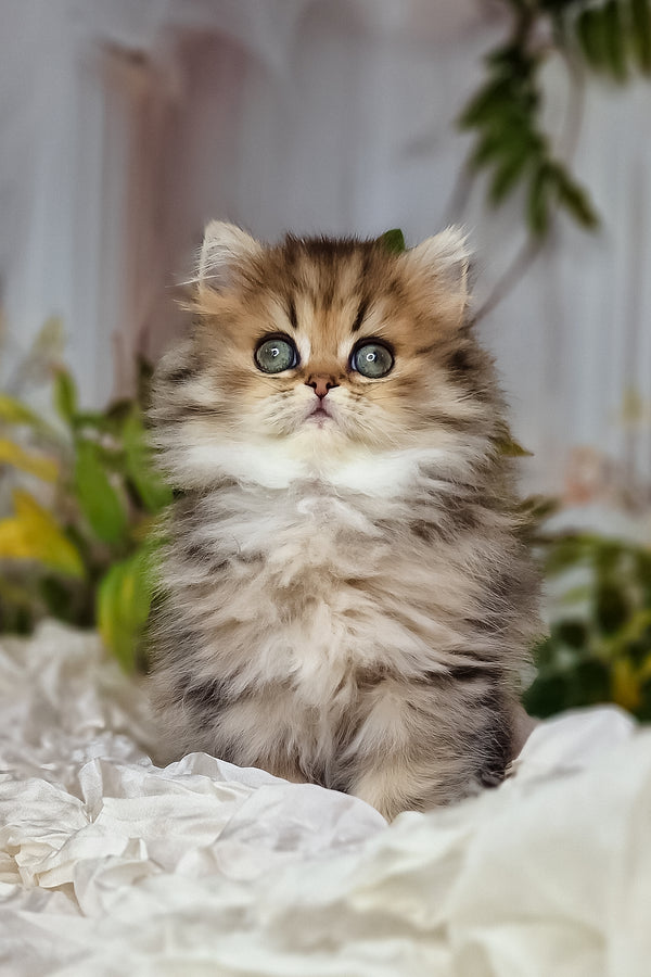 Fluffy golden-brown british longhair kitten with soft green eyes and white chest sitting on crumpled fabric