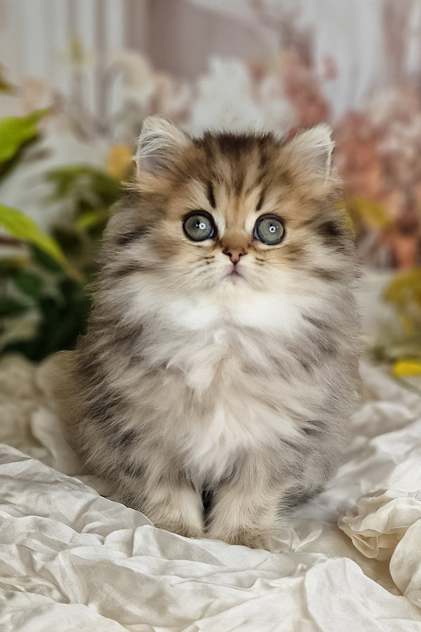A fluffy silver british longhair kitten with striking blue eyes sitting on soft white fabric