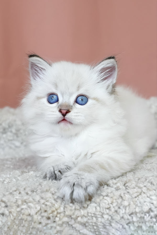 Kody | Siberian Kitten