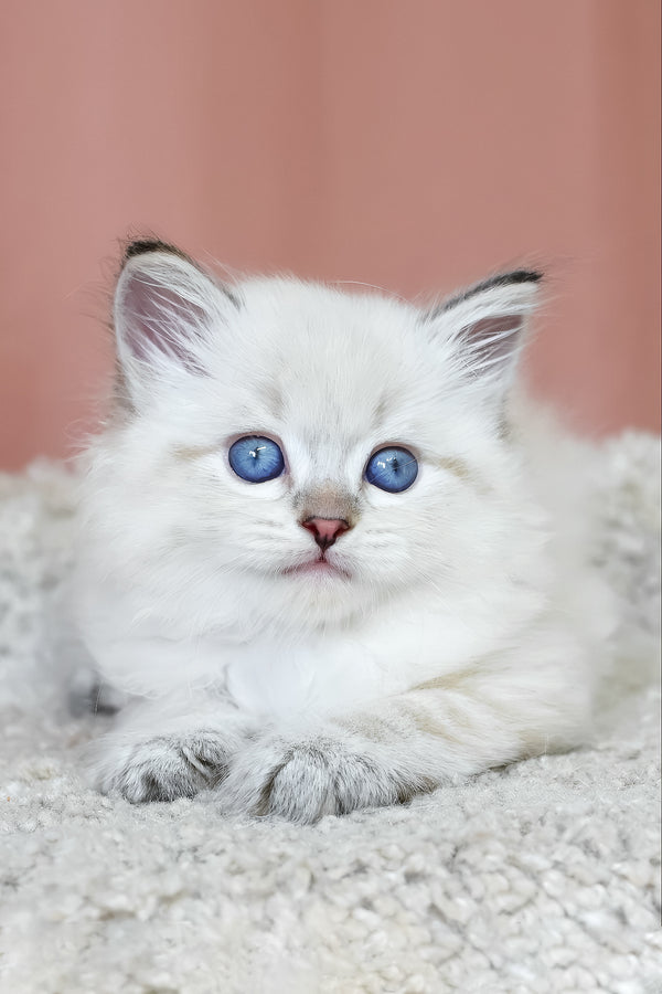 Kody | Siberian Kitten