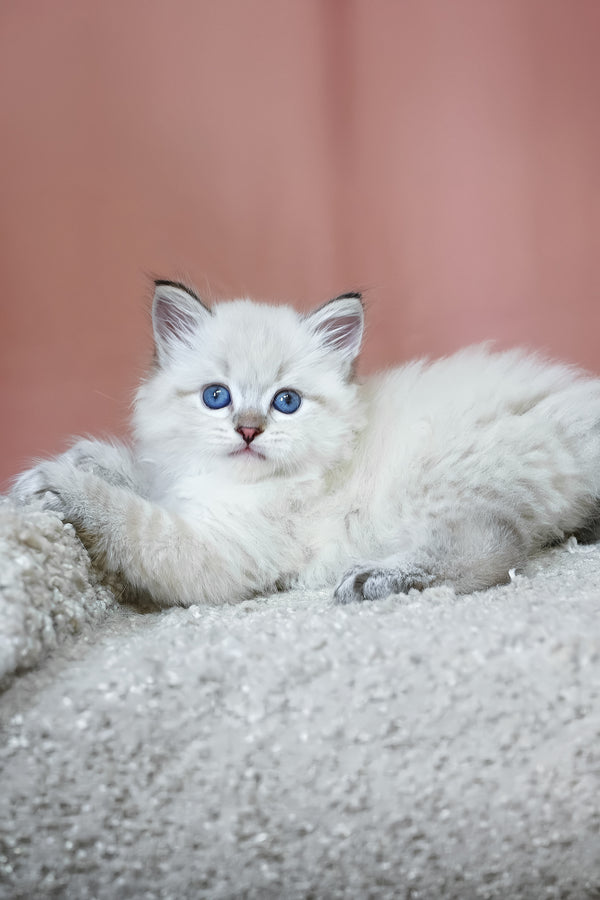 Kody | Siberian Kitten