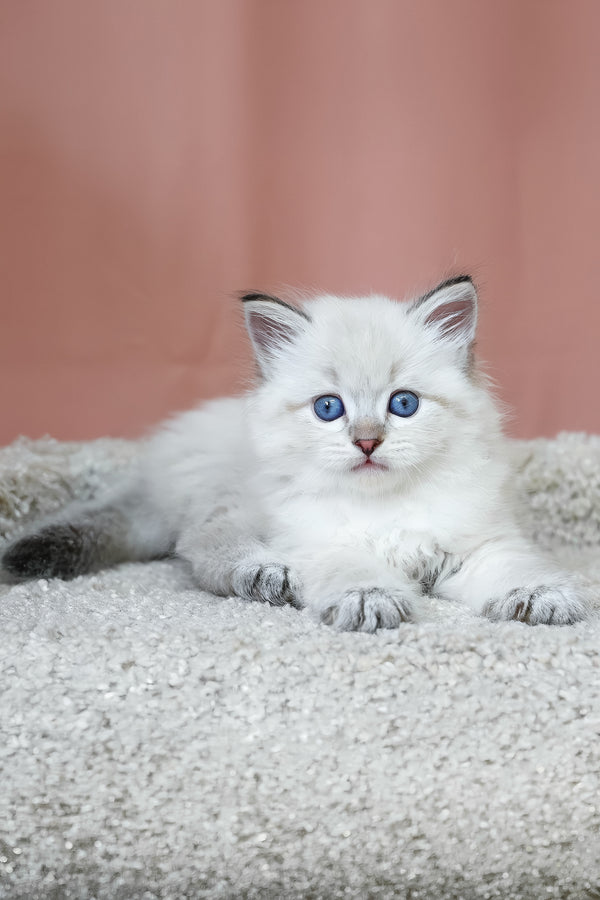 Kody | Siberian Kitten