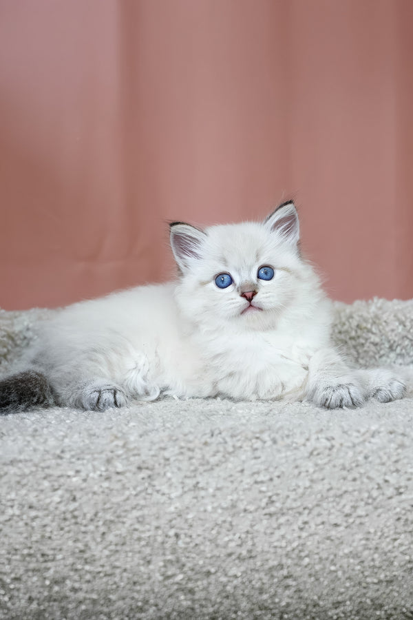 Kody | Siberian Kitten