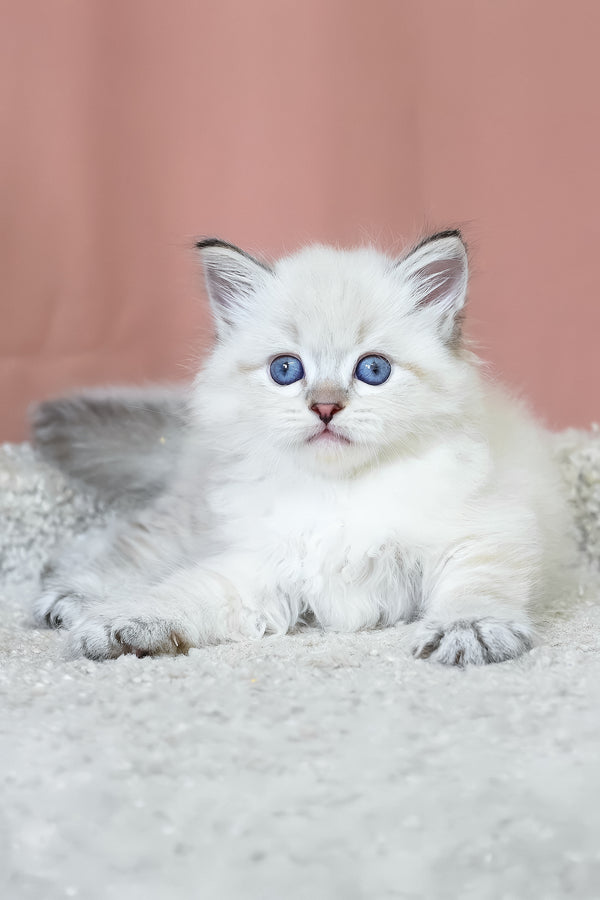 Kody | Siberian Kitten
