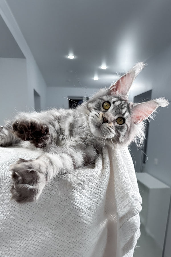 Kometa | Polydactyl Maine Coon Kitten