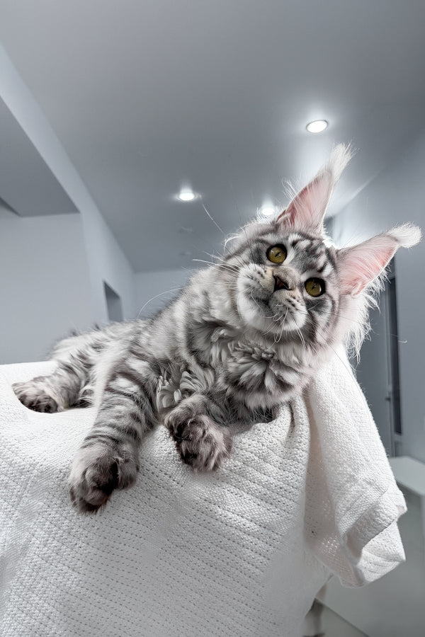 Kometa | Polydactyl Maine Coon Kitten