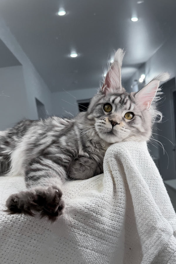 Kometa | Polydactyl Maine Coon Kitten
