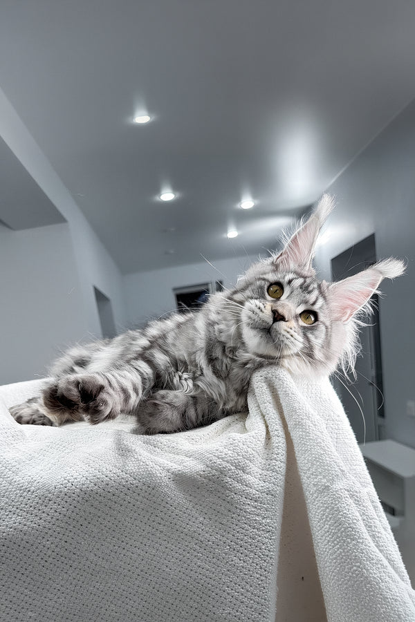 Kometa | Polydactyl Maine Coon Kitten