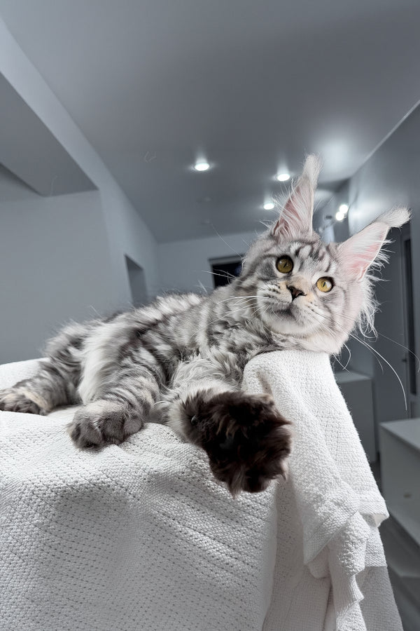 Kometa | Polydactyl Maine Coon Kitten