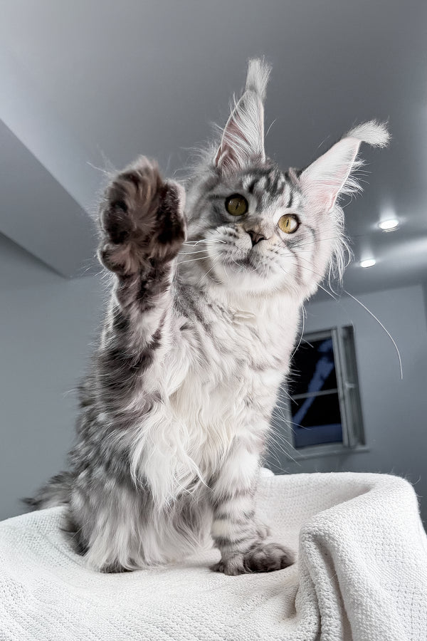 Kometa | Polydactyl Maine Coon Kitten