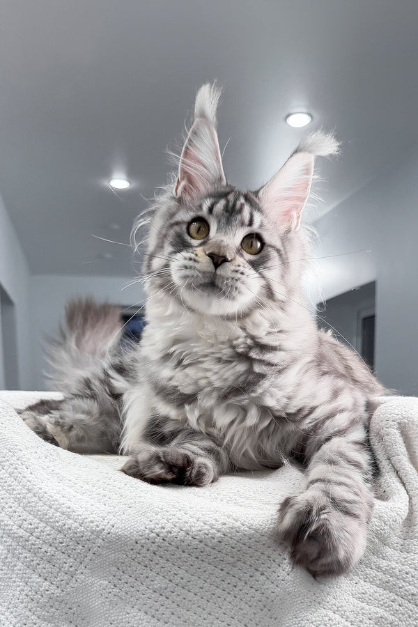 Kometa | Polydactyl Maine Coon Kitten