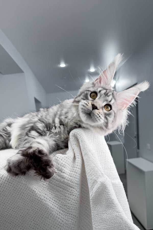 Kometa | Polydactyl Maine Coon Kitten