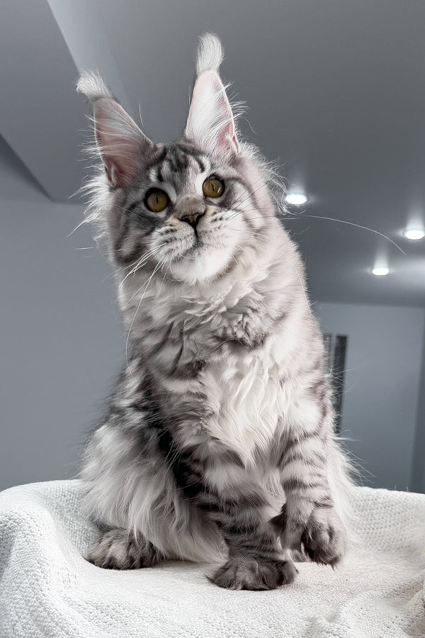 Kometa | Polydactyl Maine Coon Kitten